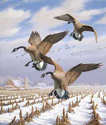 Winter Wndr Can Geese by David A Maass Pricing Limited Edition Print image