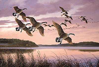Twilight Canada Geese by David A Maass Pricing Limited Edition Print image