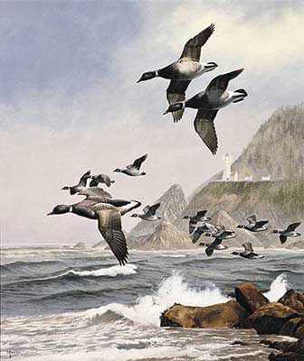 Black Brant Pac Flyway by David A Maass Pricing Limited Edition Print image