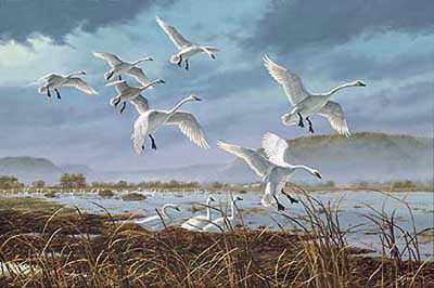 Weaver Bottom Swans by David A Maass Pricing Limited Edition Print image