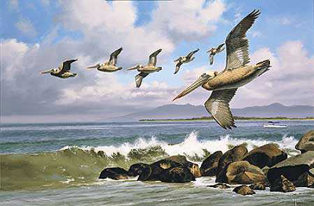 Working Surf Pelicans by David A Maass Pricing Limited Edition Print image
