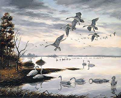 Whistling Swans by David A Maass Pricing Limited Edition Print image