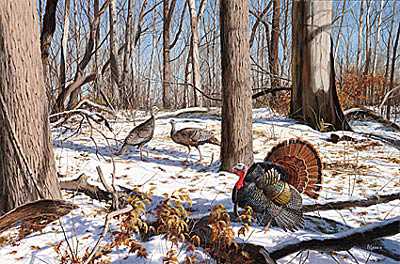 Early Spr Turk by David A Maass Pricing Limited Edition Print image