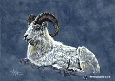 Dall Sheep by Angie Okamoto-Ong Pricing Limited Edition Print image