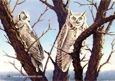 Juvenile Grhrnd Owls by Angie Okamoto-Ong Pricing Limited Edition Print image