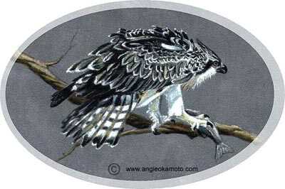 Osprey by Angie Okamoto-Ong Pricing Limited Edition Print image