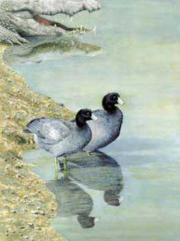 Two Coots & Croc by Allen Blagden Pricing Limited Edition Print image