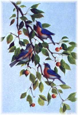 Bluebirds Crab Apples by Ronnie Wells Pricing Limited Edition Print image