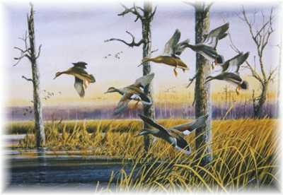 Late Season Gadwalls by Ronnie Wells Pricing Limited Edition Print image