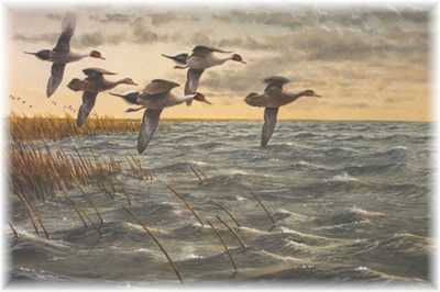 Pintails by Ronnie Wells Pricing Limited Edition Print image