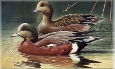 Widgeon Pair by Ronnie Wells Pricing Limited Edition Print image