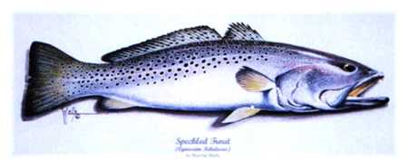 Spec Speckled Trout by Ronnie Wells Pricing Limited Edition Print image