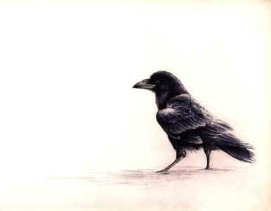 Raven In Snow by Melanie Fain Pricing Limited Edition Print image