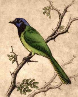 Green Jay by Melanie Fain Pricing Limited Edition Print image