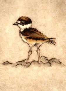 Killdeer Chick by Melanie Fain Pricing Limited Edition Print image
