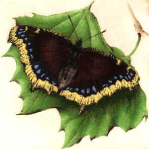 Mourning Cloak by Melanie Fain Pricing Limited Edition Print image