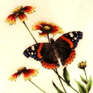Red Admiral by Melanie Fain Pricing Limited Edition Print image