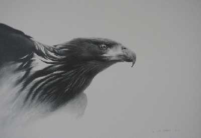 Young Eagle by Cole Johnson Pricing Limited Edition Print image