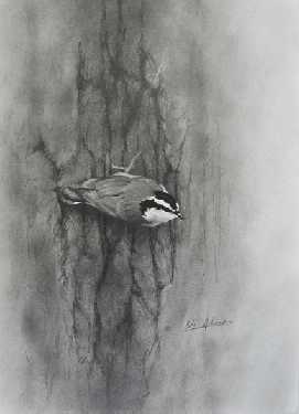 Red Breasted Nuthatch by Cole Johnson Pricing Limited Edition Print image