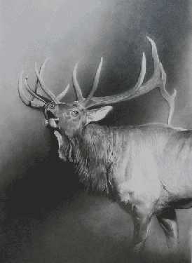 Bull Elk Study by Cole Johnson Pricing Limited Edition Print image
