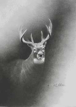 Whitetail Head Study by Cole Johnson Pricing Limited Edition Print image
