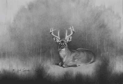 Bedded Whitetail by Cole Johnson Pricing Limited Edition Print image