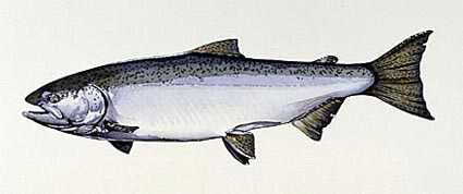Spring Salmon by Bob White Pricing Limited Edition Print image