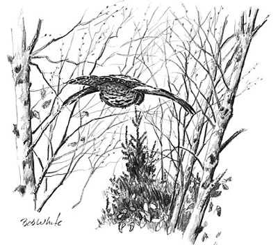 An Educated Grouse Gr by Bob White Pricing Limited Edition Print image