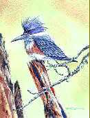 Belted Kingfisher by Bob Dunn Pricing Limited Edition Print image