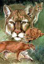 Cougar Country by Bob Dunn Pricing Limited Edition Print image