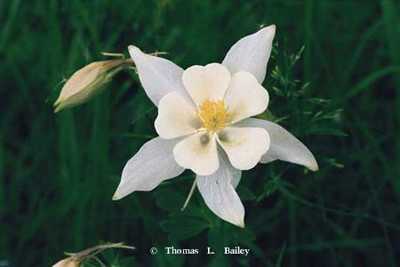 Columbine by Thomas L Bailey Pricing Limited Edition Print image