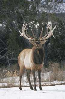 King Of Hill by Thomas L Bailey Pricing Limited Edition Print image
