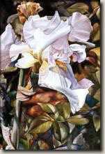 White Iris by Nancy Meadows Taylor Pricing Limited Edition Print image