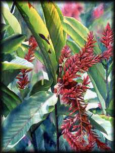 Jamaican Ginger by Diana Miller-Pierce Pricing Limited Edition Print image