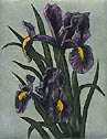 Irises by Kathleen Cantin Pricing Limited Edition Print image