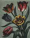 Tulips by Kathleen Cantin Pricing Limited Edition Print image