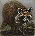 Raccoon Mini by Kathleen Cantin Pricing Limited Edition Print image