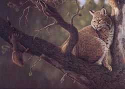Out On Limb by Tom Mansanarez Pricing Limited Edition Print image