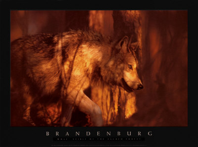Wolf Spirit Of The Sacred by Jim Brandenburg Pricing Limited Edition Print image