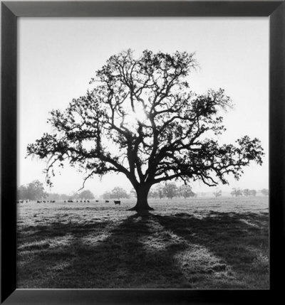 Oak Tree, Sunrise by Ansel Adams Pricing Limited Edition Print image