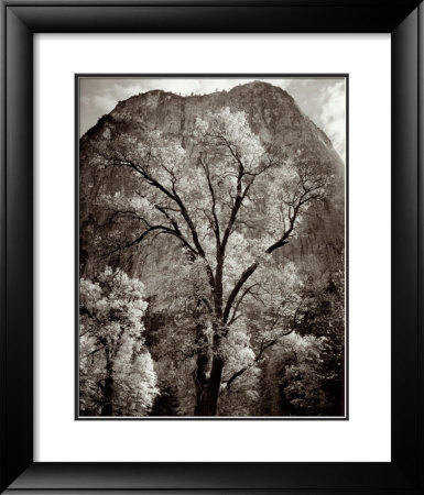 Autumn Tree Against Cathedral Rocks by Ansel Adams Pricing Limited Edition Print image