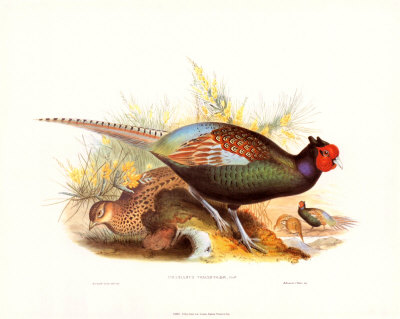 Pheasant Versicolor by John Gould Pricing Limited Edition Print image