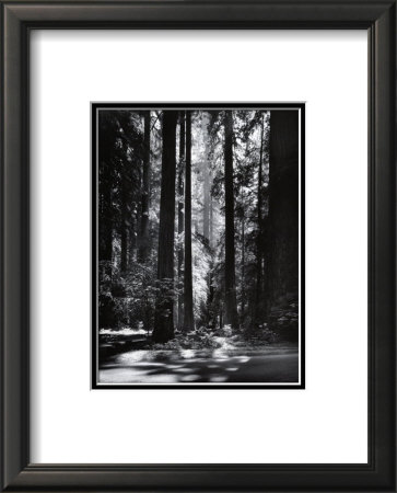 Redwoods, Founders Grove by Ansel Adams Pricing Limited Edition Print image