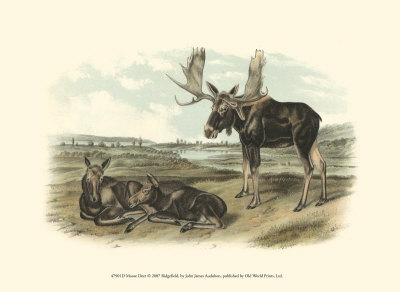 Moose Deer by John James Audubon Pricing Limited Edition Print image