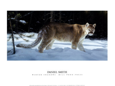 Winter Shadows by Daniel Smith Pricing Limited Edition Print image