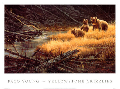 Yellowstone Grizzlies by Paco Young Pricing Limited Edition Print image