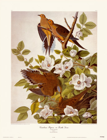 Carolina Pigeon Or Turtle Dove by John James Audubon Pricing Limited Edition Print image