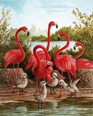 Flamingo I by Ron Jenkins Pricing Limited Edition Print image