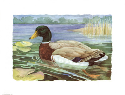 Wetland Mallard  Male by Paul Brent Pricing Limited Edition Print image