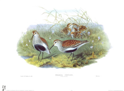 Pelindna Cinclus by John Gould Pricing Limited Edition Print image